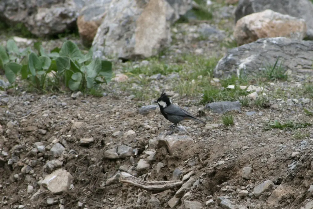 棕枕山雀(Periparus rufonuchalis)