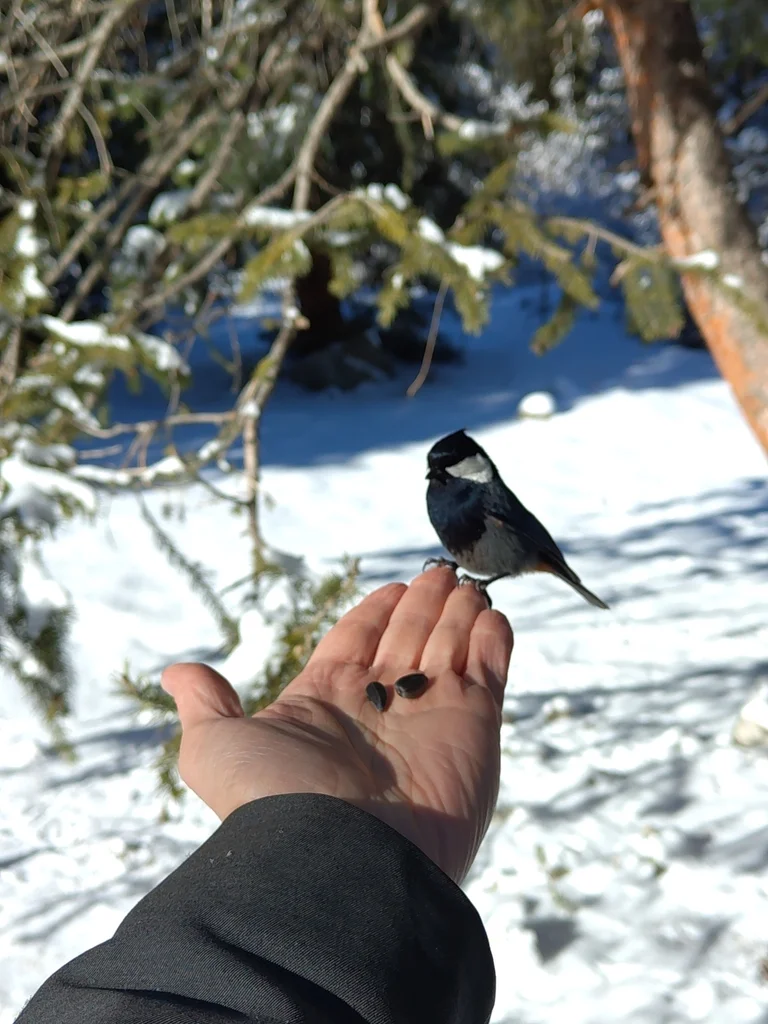 棕枕山雀(Periparus rufonuchalis)