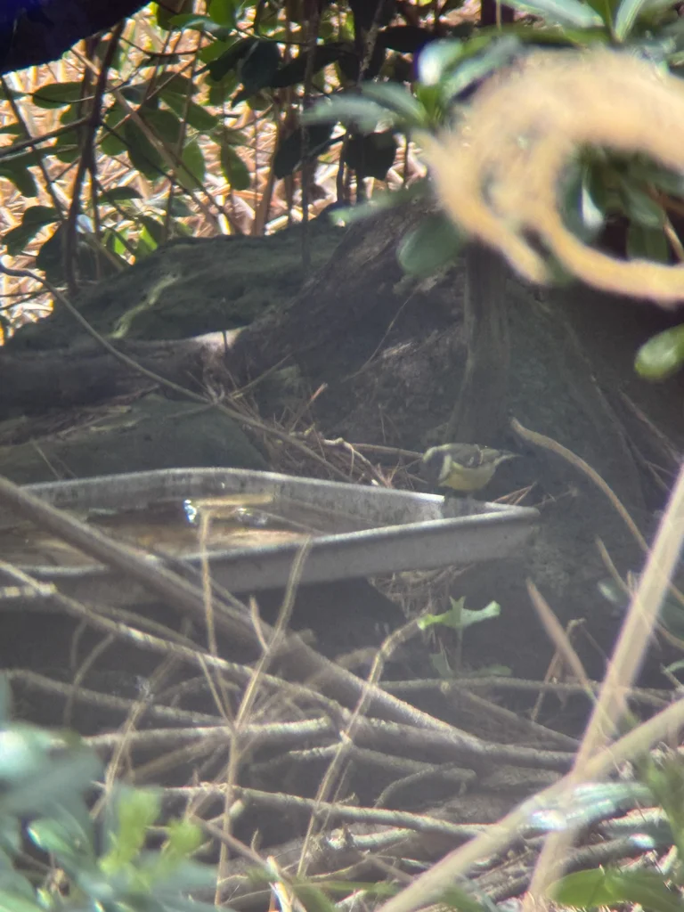 黄腹山雀(Periparus venustulus)