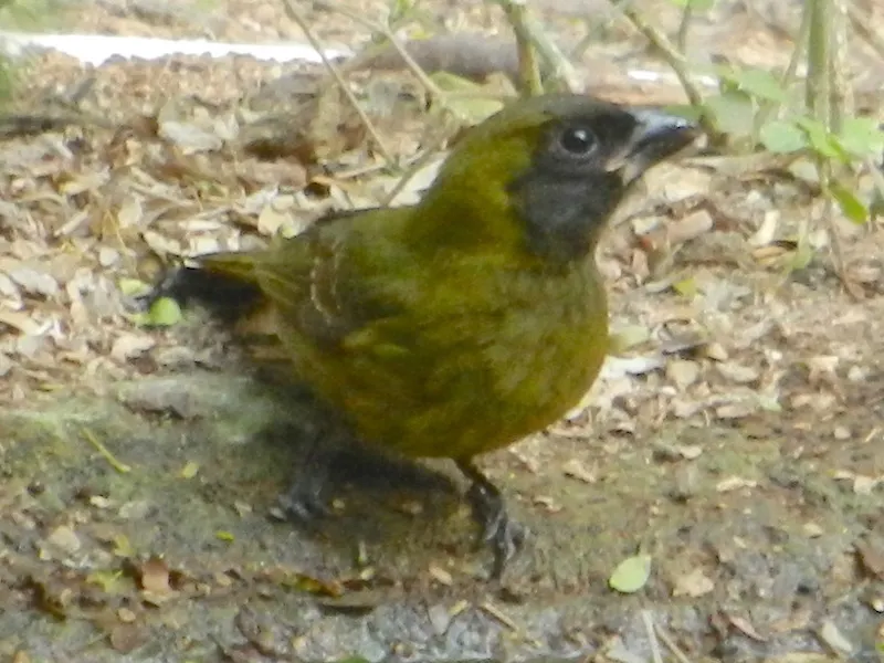 朱领锡嘴雀(Periporphyrus celaeno)