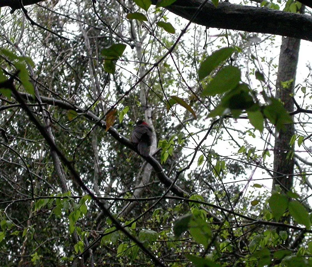 朱领锡嘴雀(Periporphyrus celaeno)