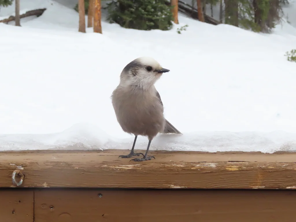 灰噪鸦(Perisoreus canadensis)