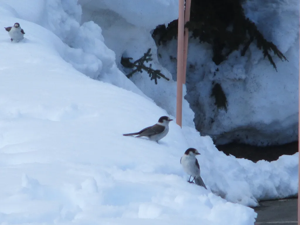 灰噪鸦(Perisoreus canadensis)