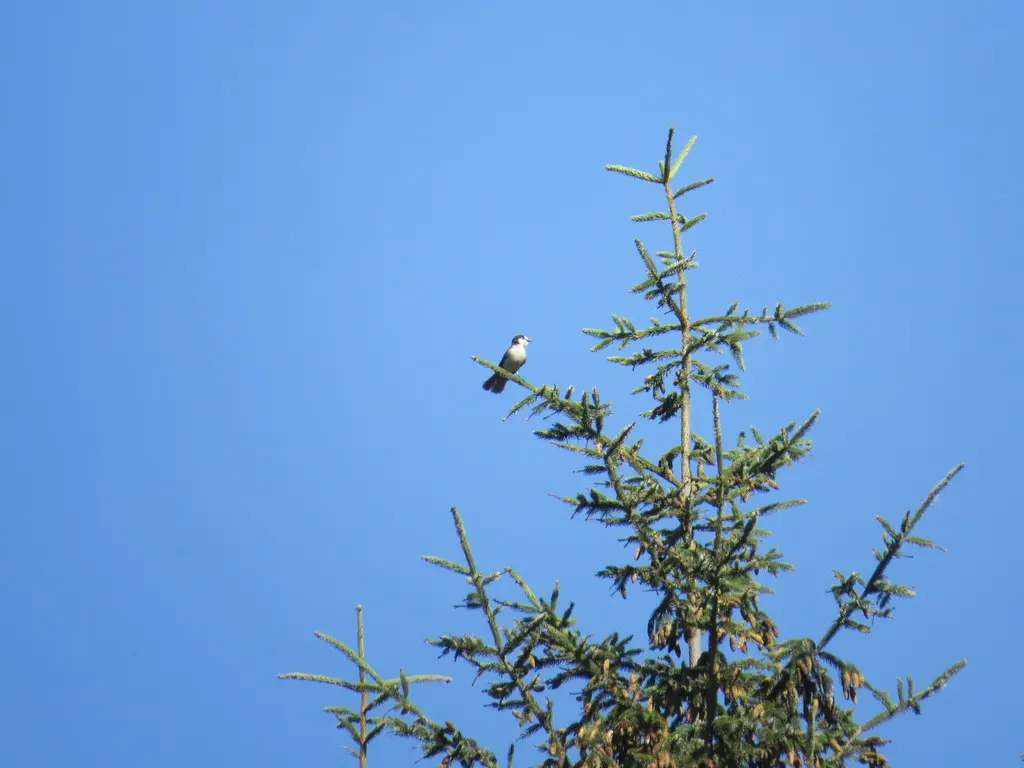 灰噪鸦(Perisoreus canadensis)