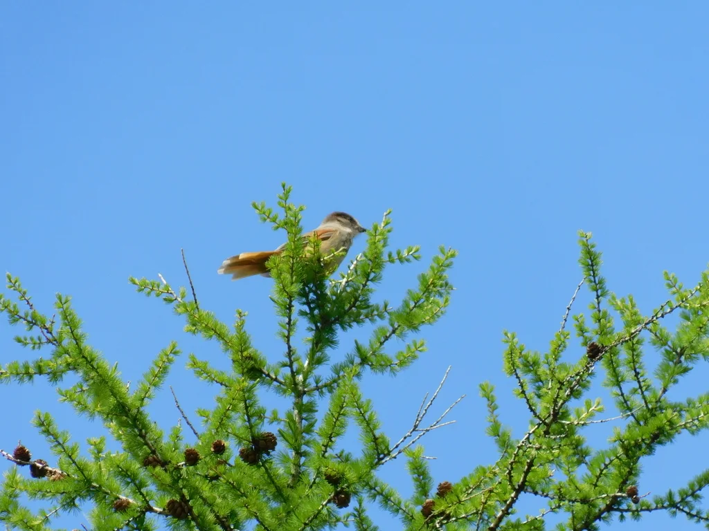 北噪鸦(Perisoreus infaustus)
