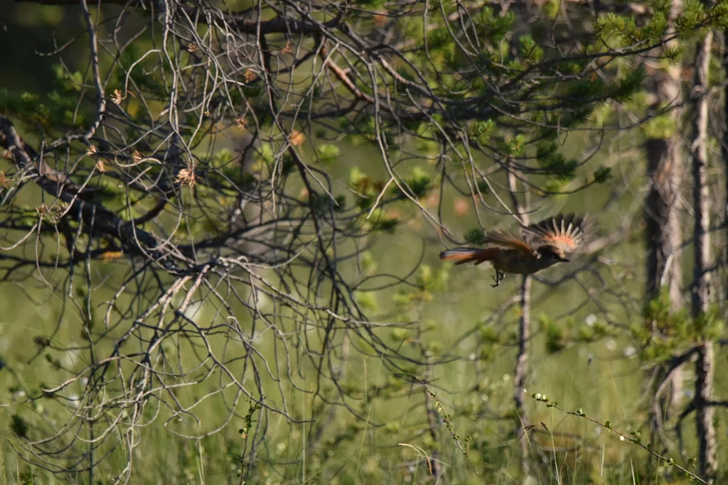 北噪鸦(Perisoreus infaustus)