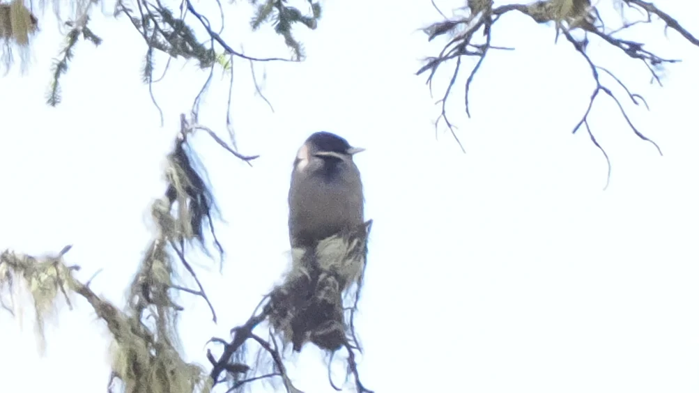 黑头噪鸦(Perisoreus internigrans)