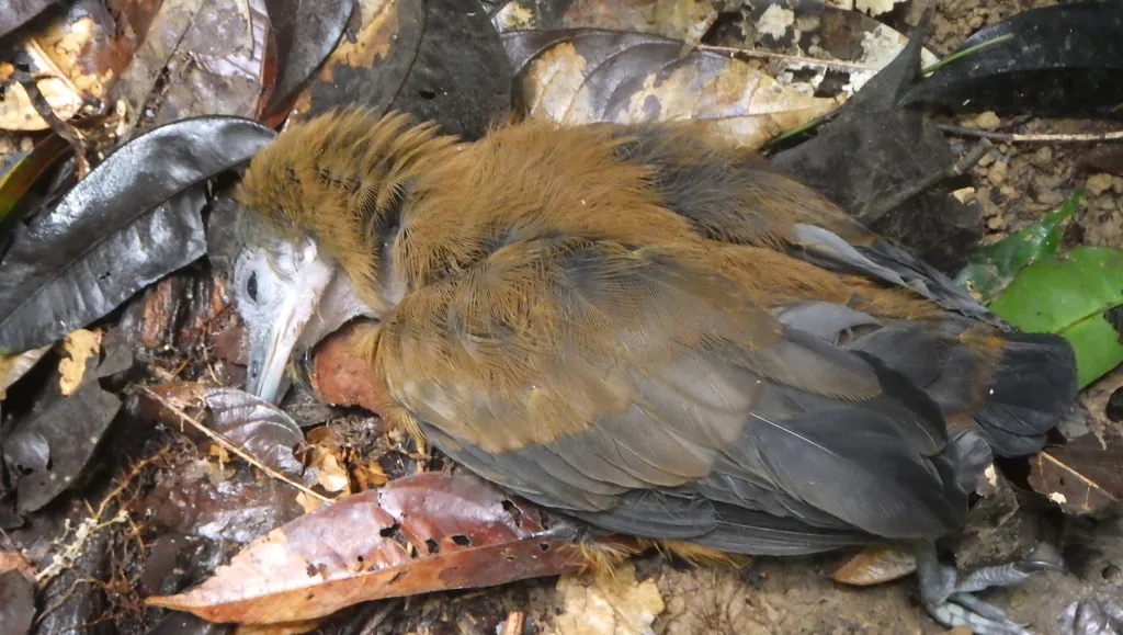 三色伞鸟（Perissocephalus tricolor）