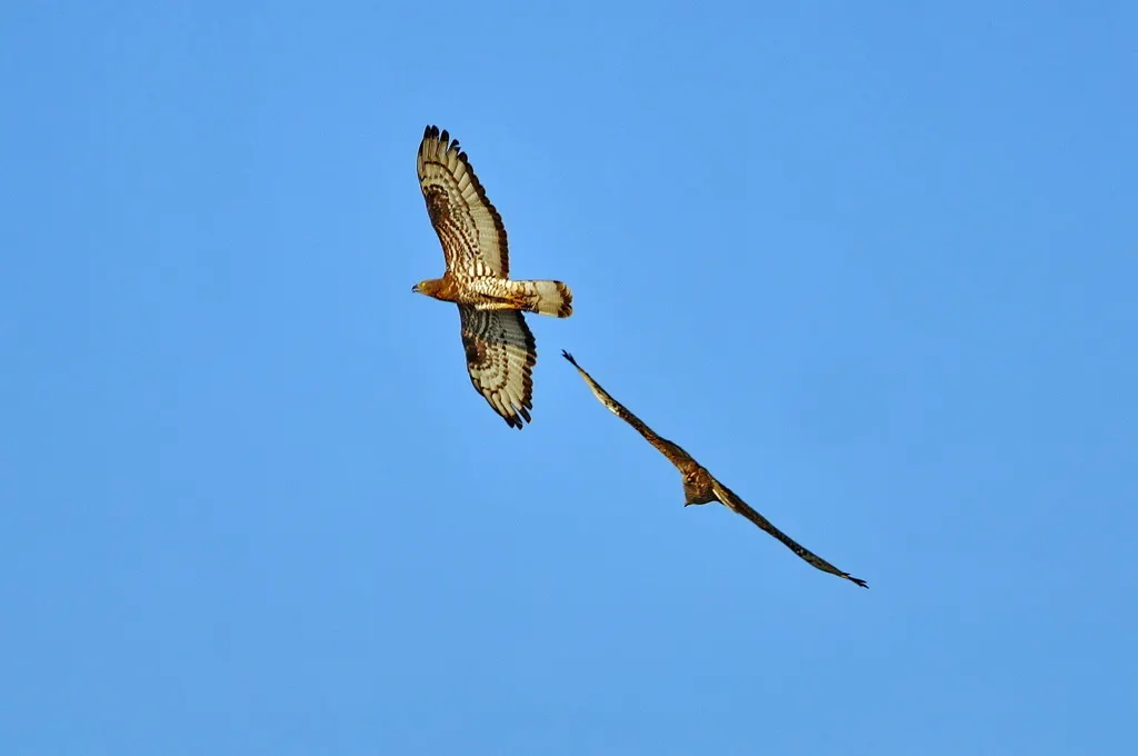 鹃头蜂鹰(Pernis apivorus)