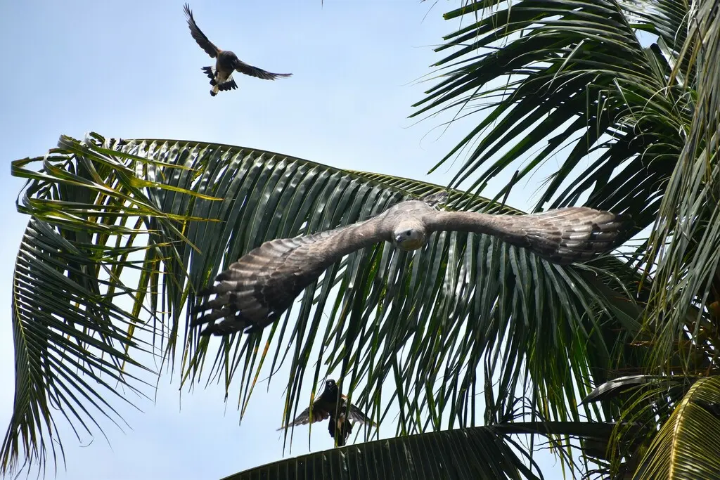 凤头蜂鹰（Pernis ptilorhynchus）