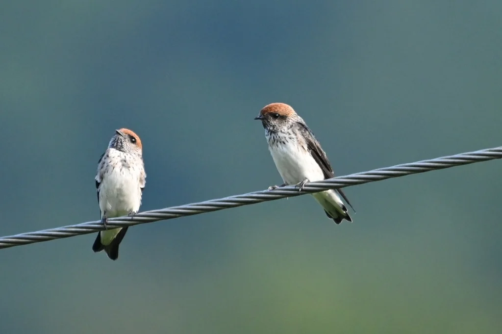 黄额燕(Petrochelidon fluvicola)