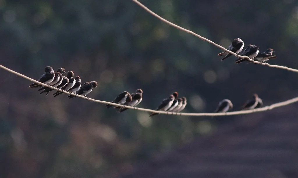 黄额燕(Petrochelidon fluvicola)