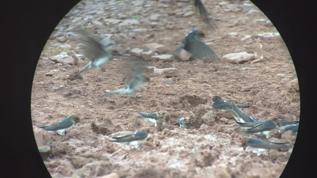 黄额燕(Petrochelidon fluvicola)