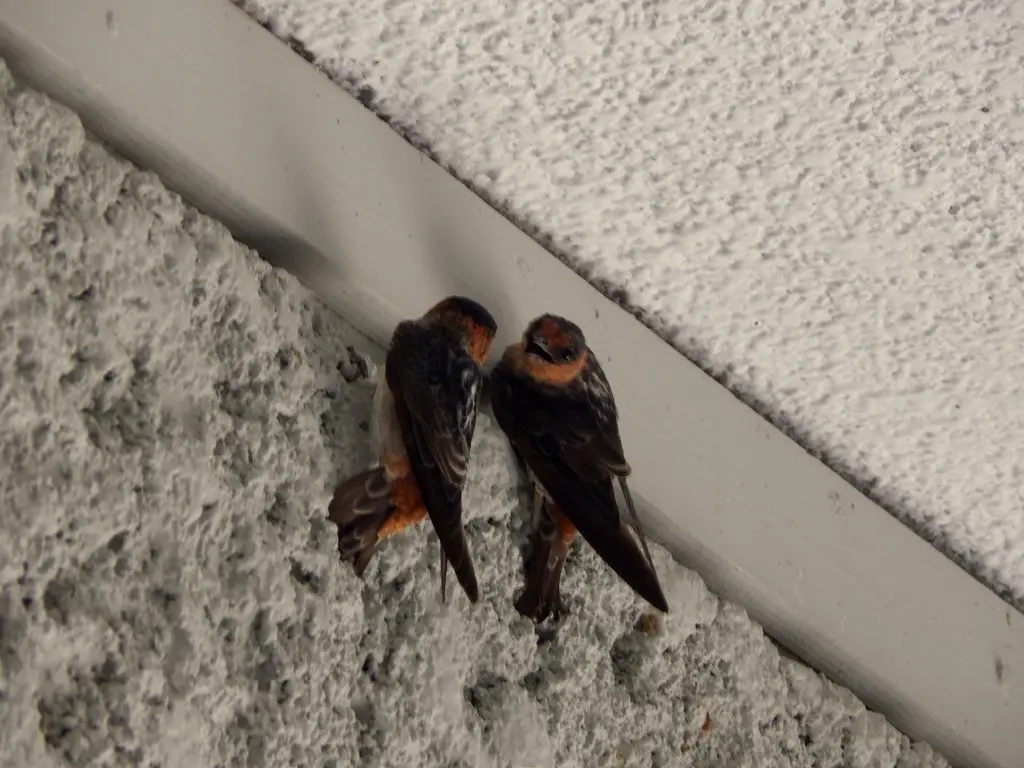 穴崖燕(Petrochelidon fulva)