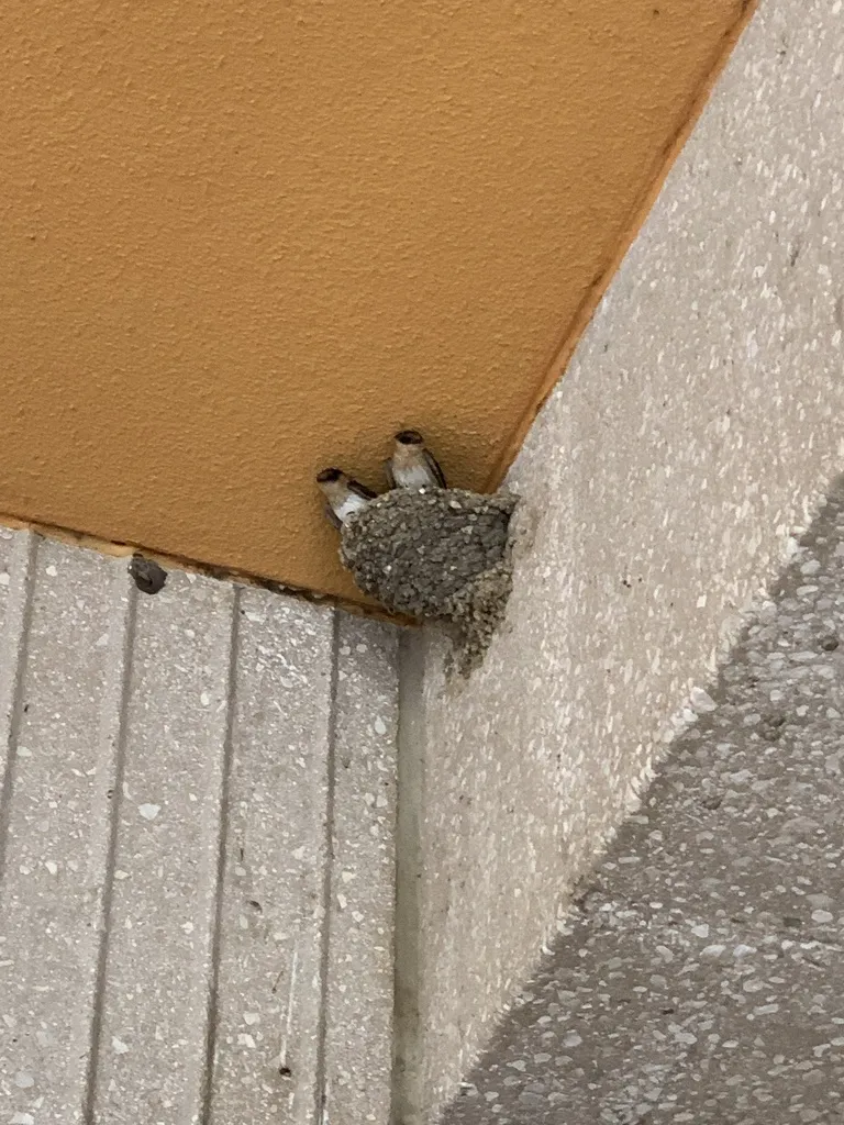 穴崖燕(Petrochelidon fulva)