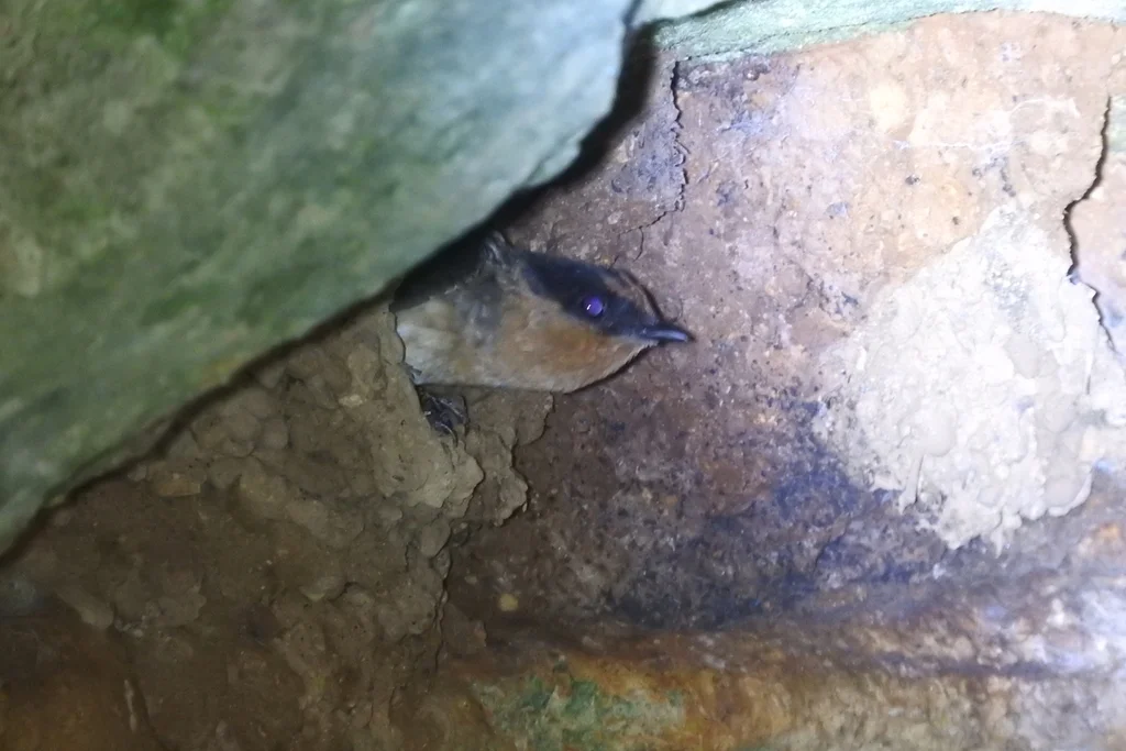 穴崖燕(Petrochelidon fulva)