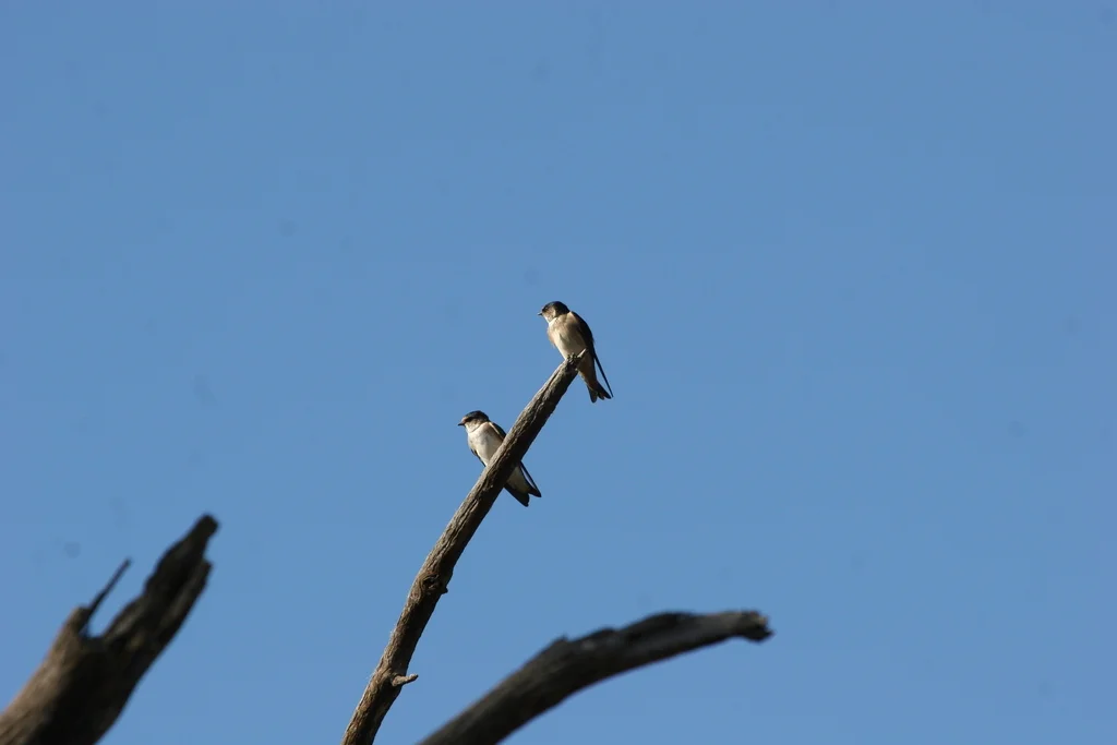 树燕(Petrochelidon nigricans)