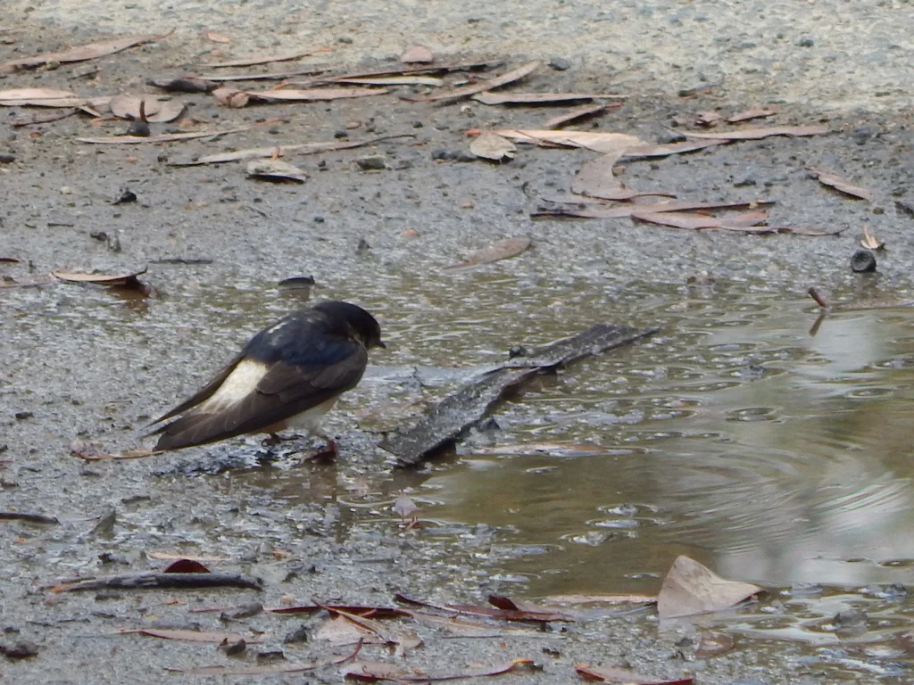 树燕(Petrochelidon nigricans)