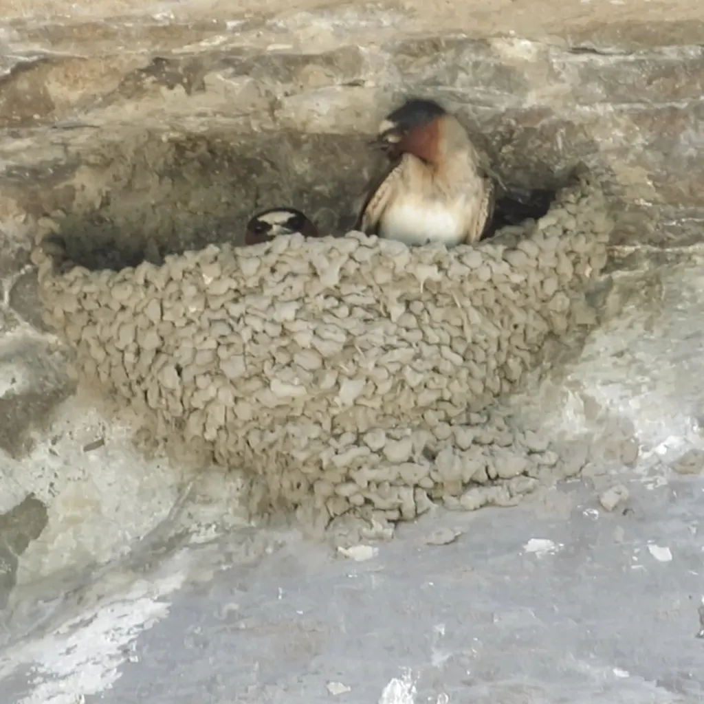 美洲燕（Petrochelidon pyrrhonota）