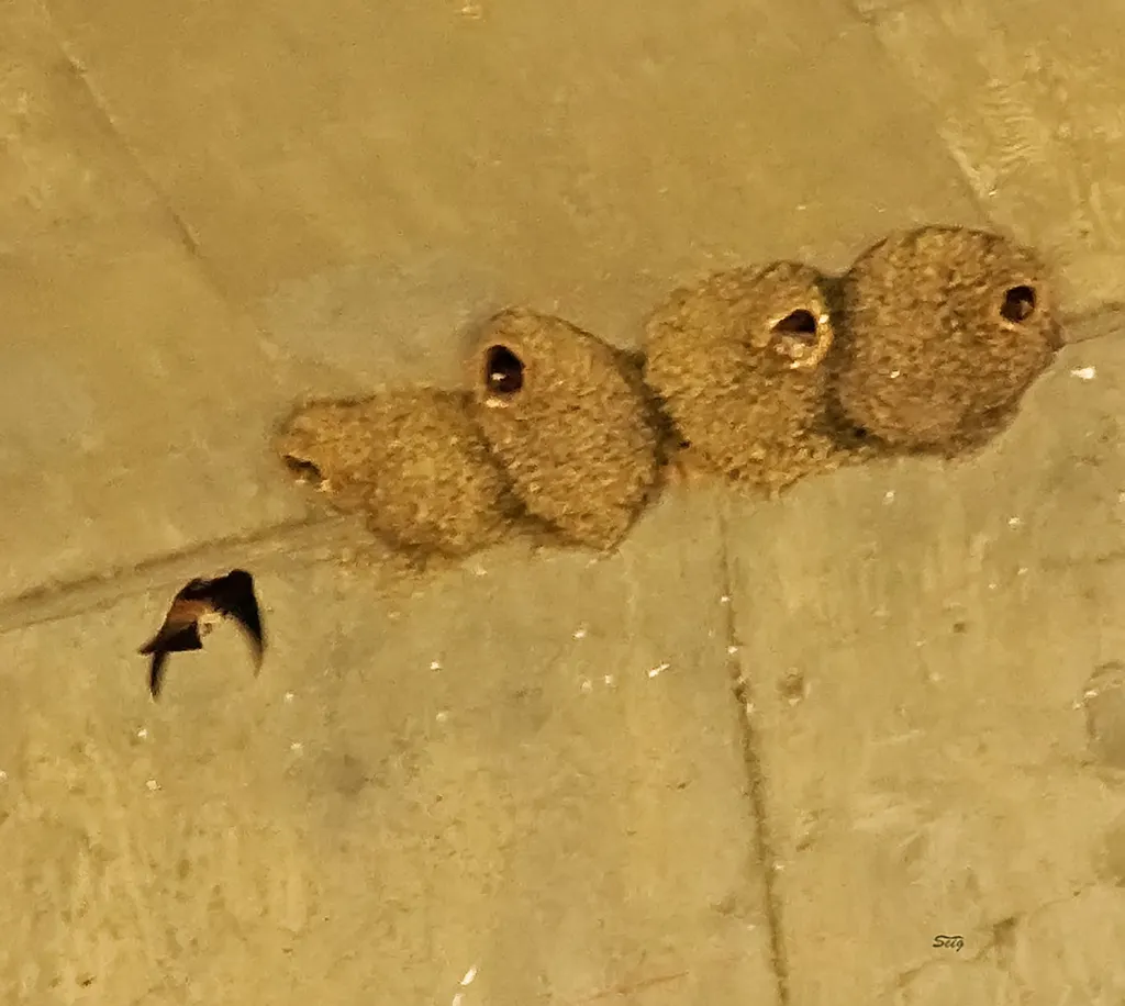 美洲燕（Petrochelidon pyrrhonota）