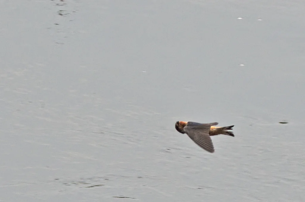 红喉燕（Petrochelidon rufigula）