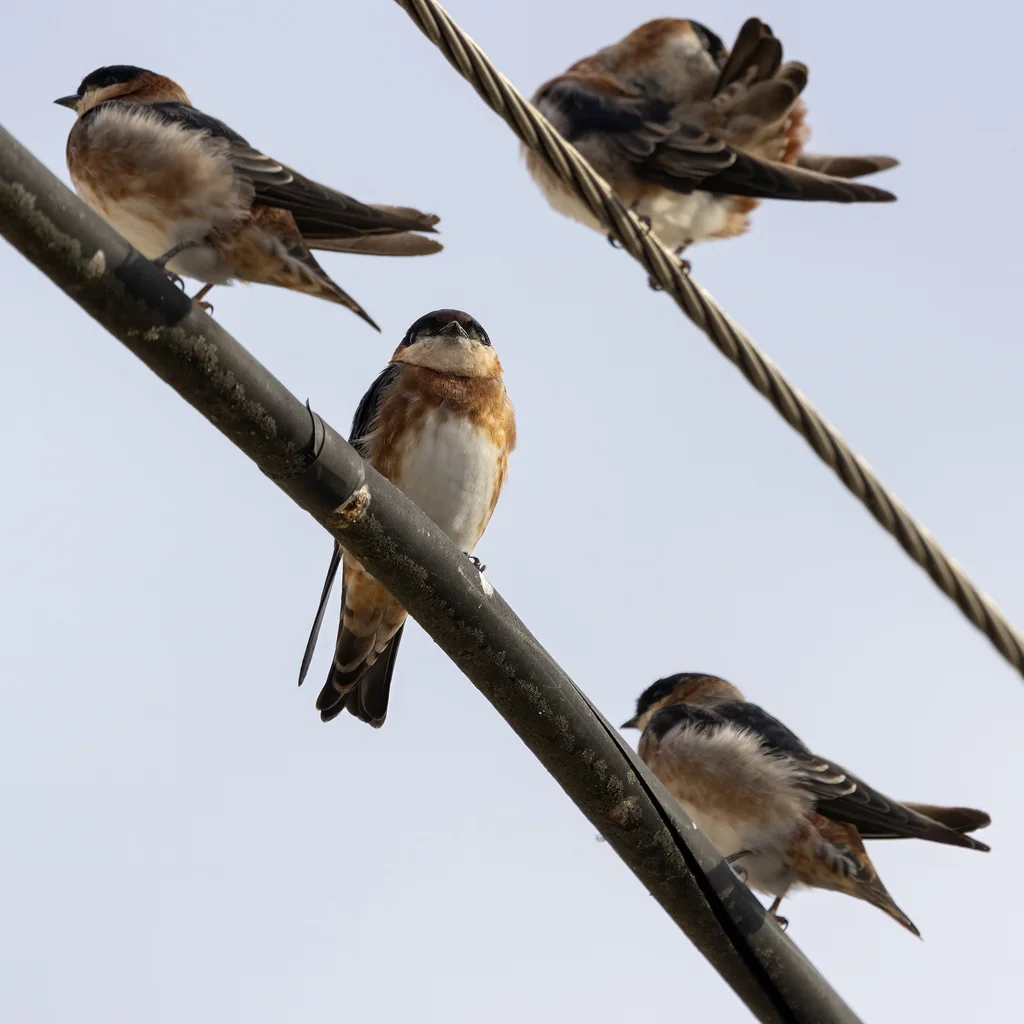 栗领崖燕(Petrochelidon rufocollaris)