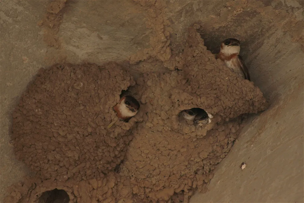 栗领崖燕(Petrochelidon rufocollaris)