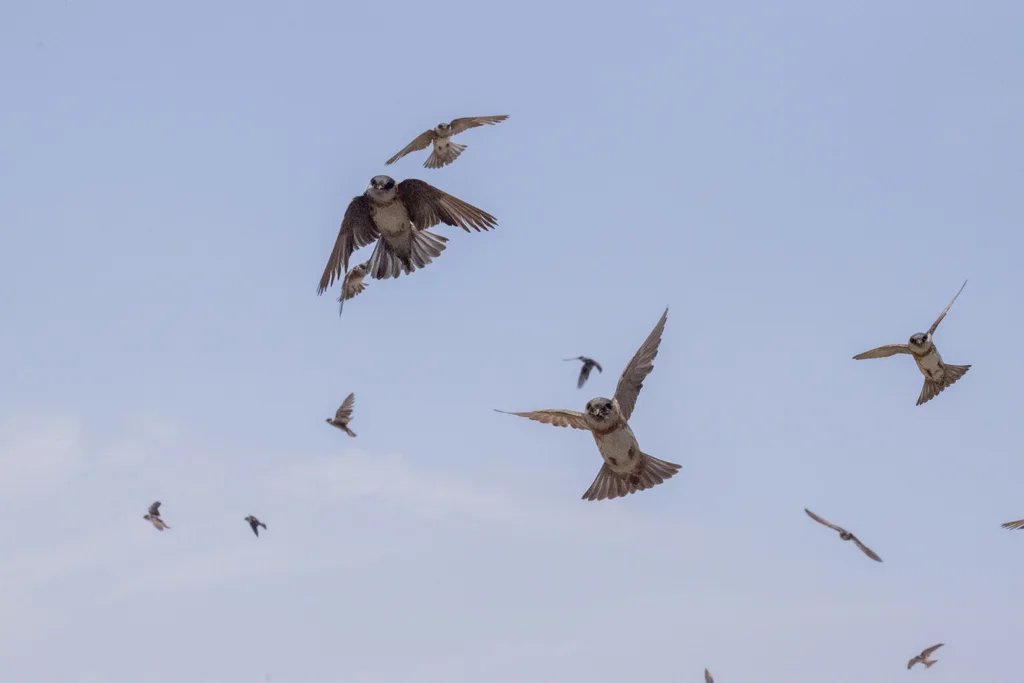 栗领崖燕(Petrochelidon rufocollaris)