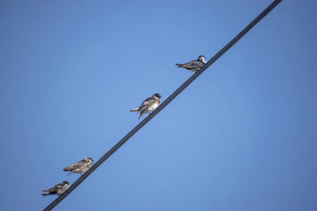 栗领崖燕(Petrochelidon rufocollaris)