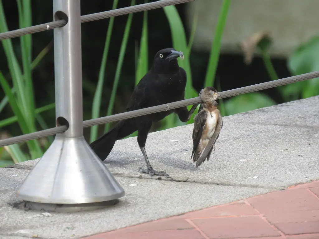 栗领崖燕(Petrochelidon rufocollaris)