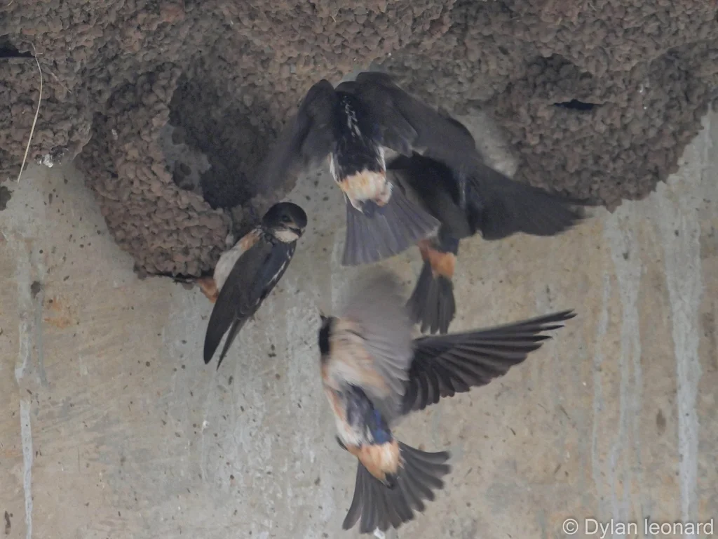 非洲斑燕(Petrochelidon spilodera)