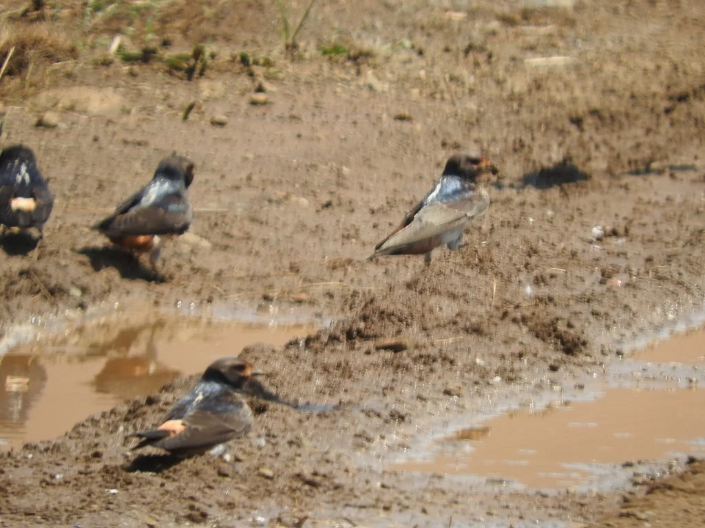 非洲斑燕(Petrochelidon spilodera)