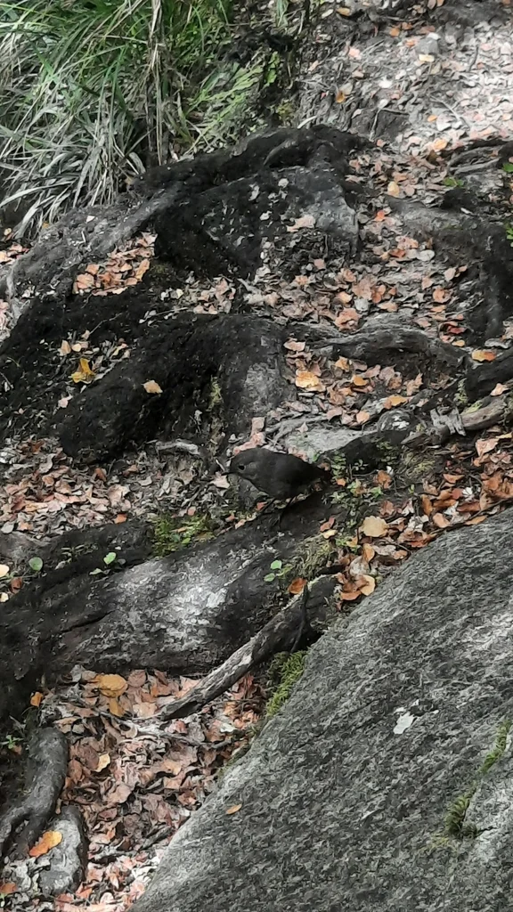 新西兰鸲鹟（Petroica australis）