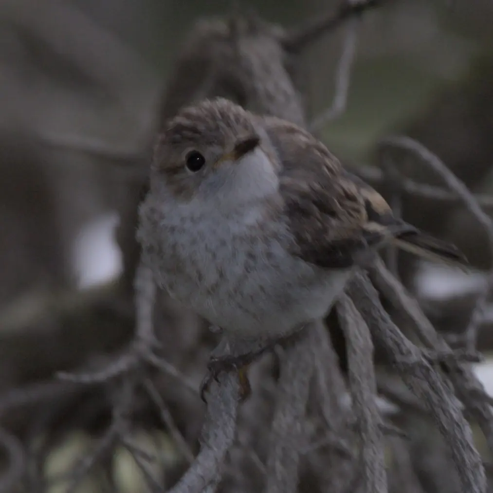 红头鸲鹟(Petroica goodenovii)
