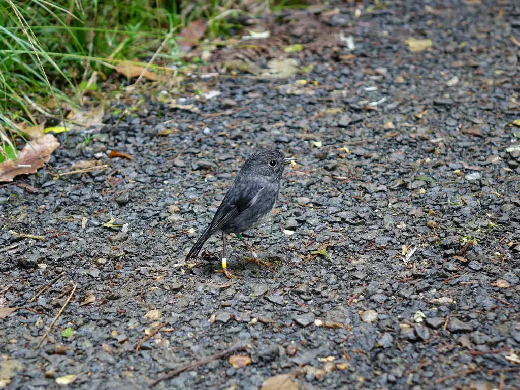 北岛鸲鹟(Petroica longipes)