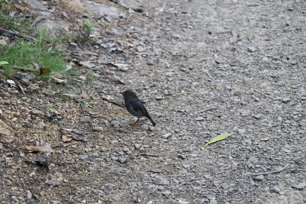 北岛鸲鹟(Petroica longipes)