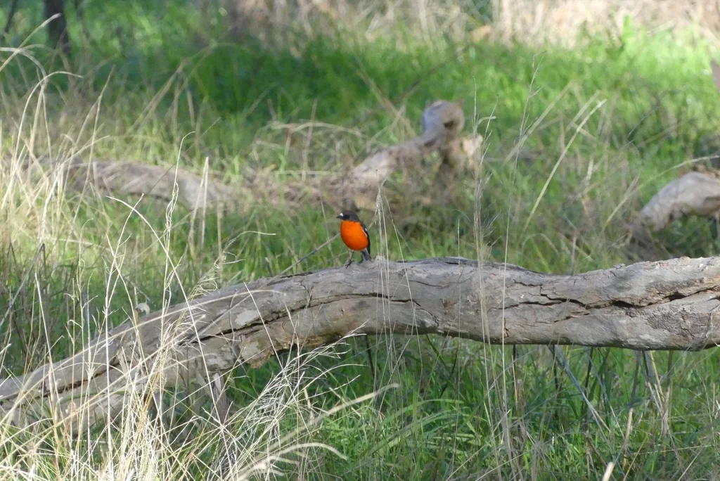 火红鸲鹟（Petroica phoenicea）
