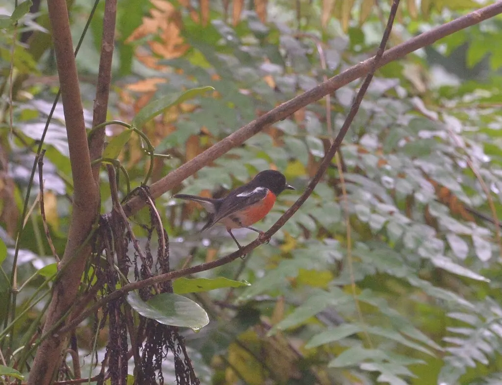 太平洋鸲鹟(Petroica pusilla)