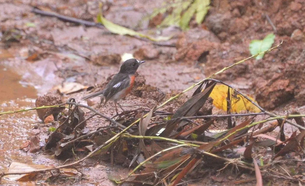 太平洋鸲鹟(Petroica pusilla)