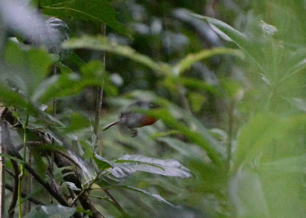 太平洋鸲鹟(Petroica pusilla)