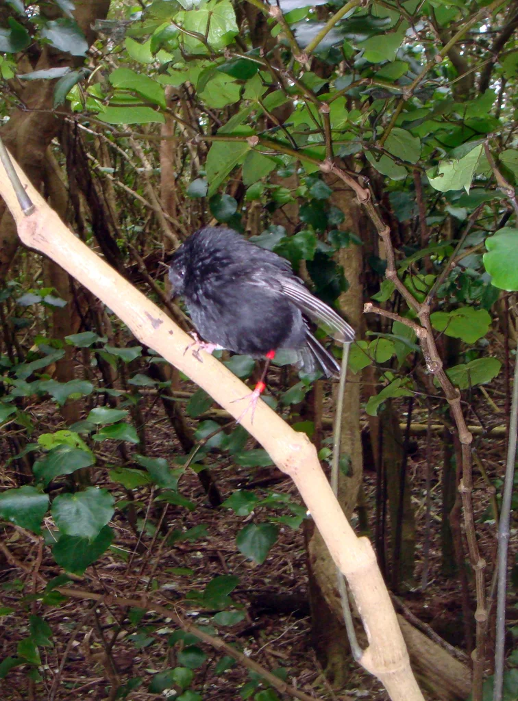 查岛鸲鹟(Petroica traversi)