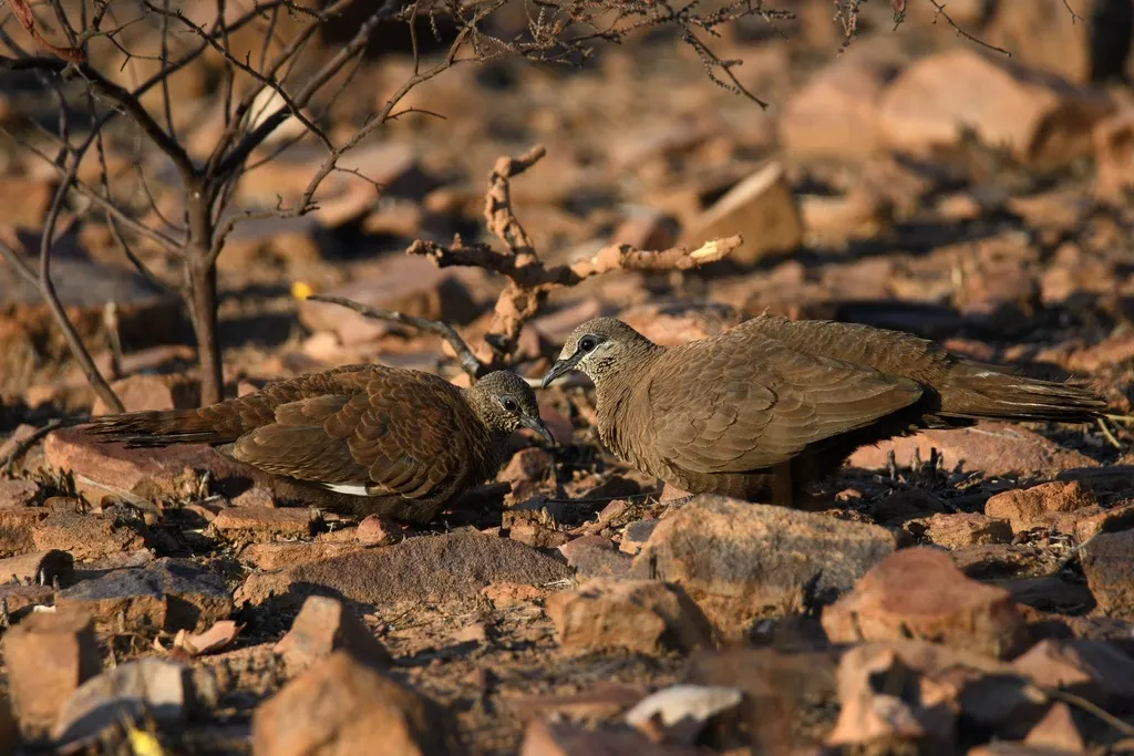 白翅岩鸠（Petrophassa albipennis）
