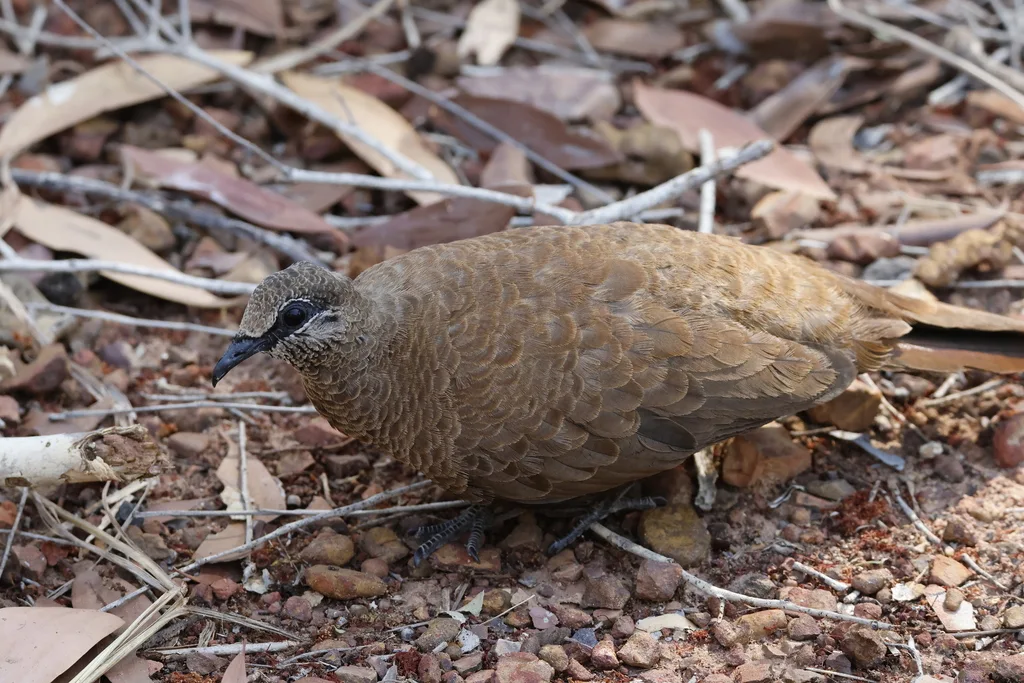 白翅岩鸠（Petrophassa albipennis）
