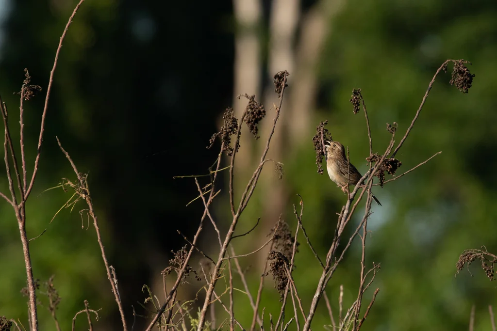 巴氏猛雀鹀(Peucaea aestivalis)