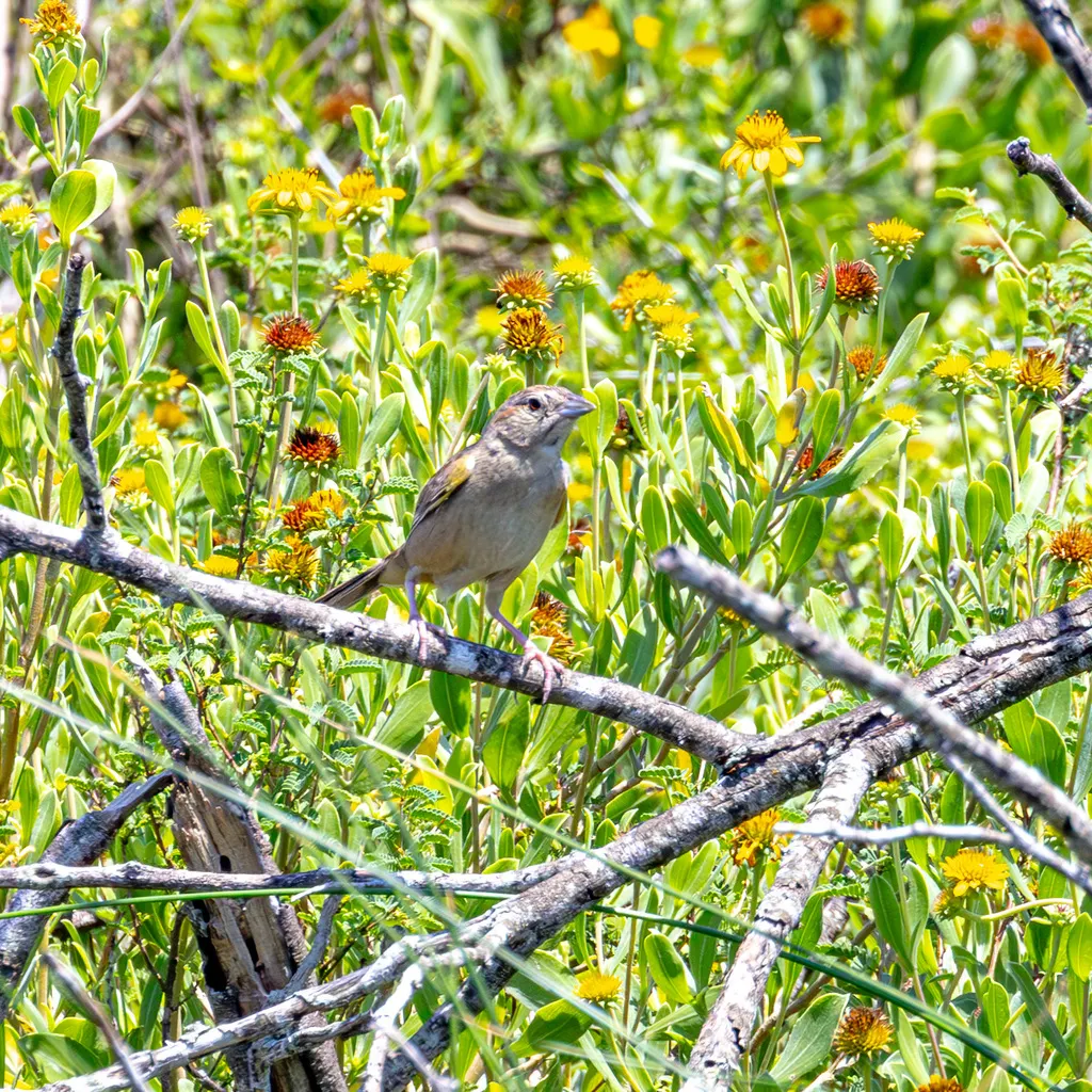 伯氏猛雀鹀(Peucaea botterii)