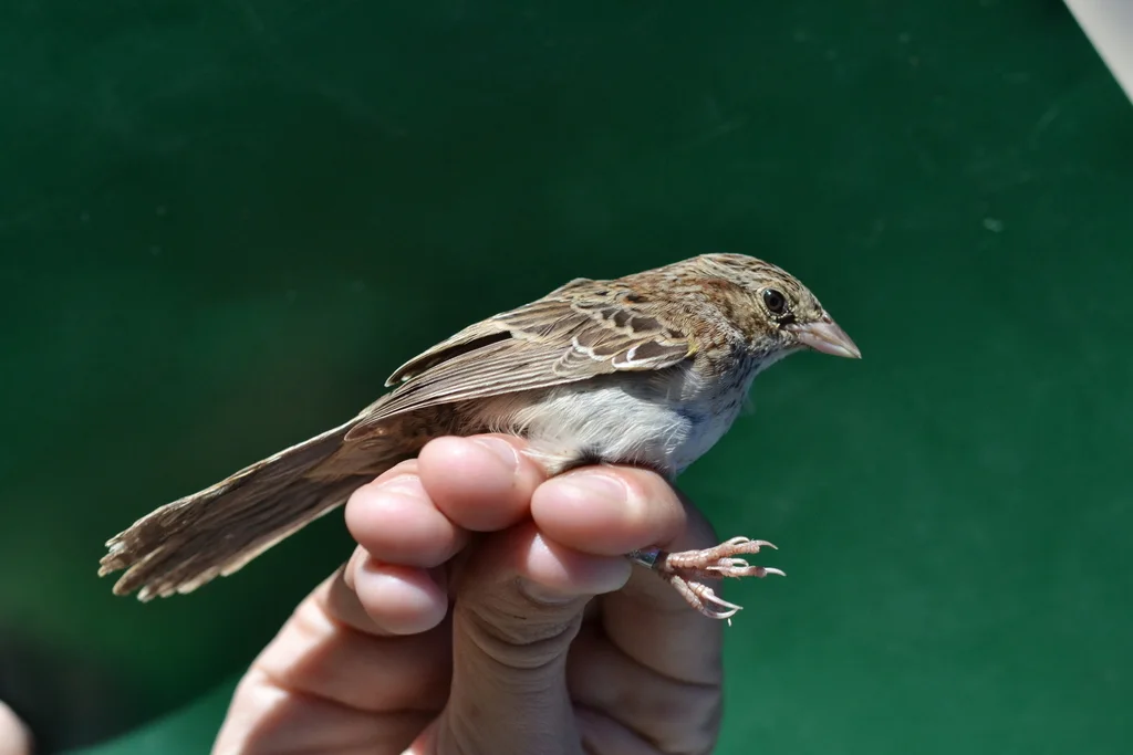 卡氏猛雀鹀(Peucaea cassinii)
