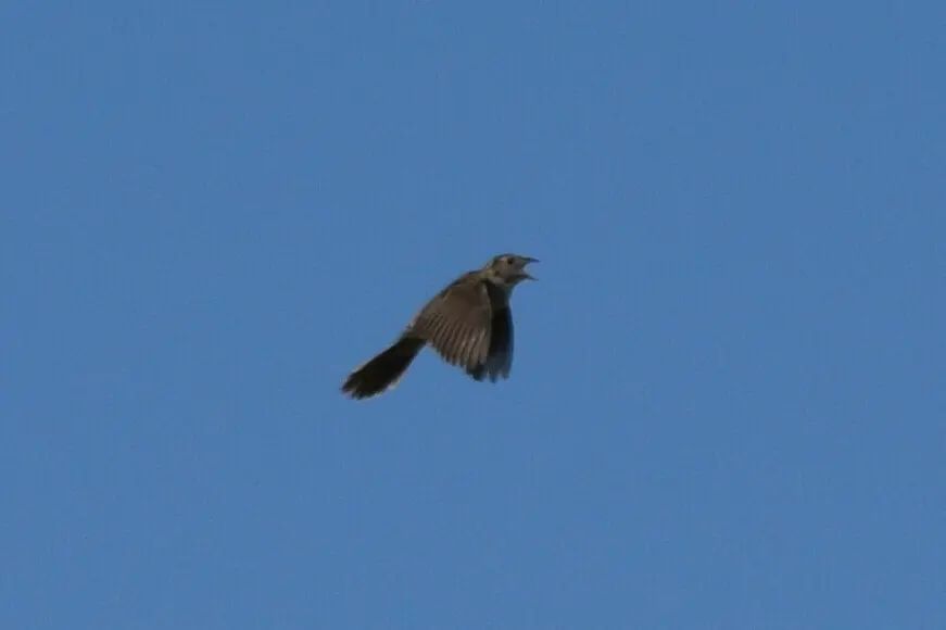 卡氏猛雀鹀(Peucaea cassinii)