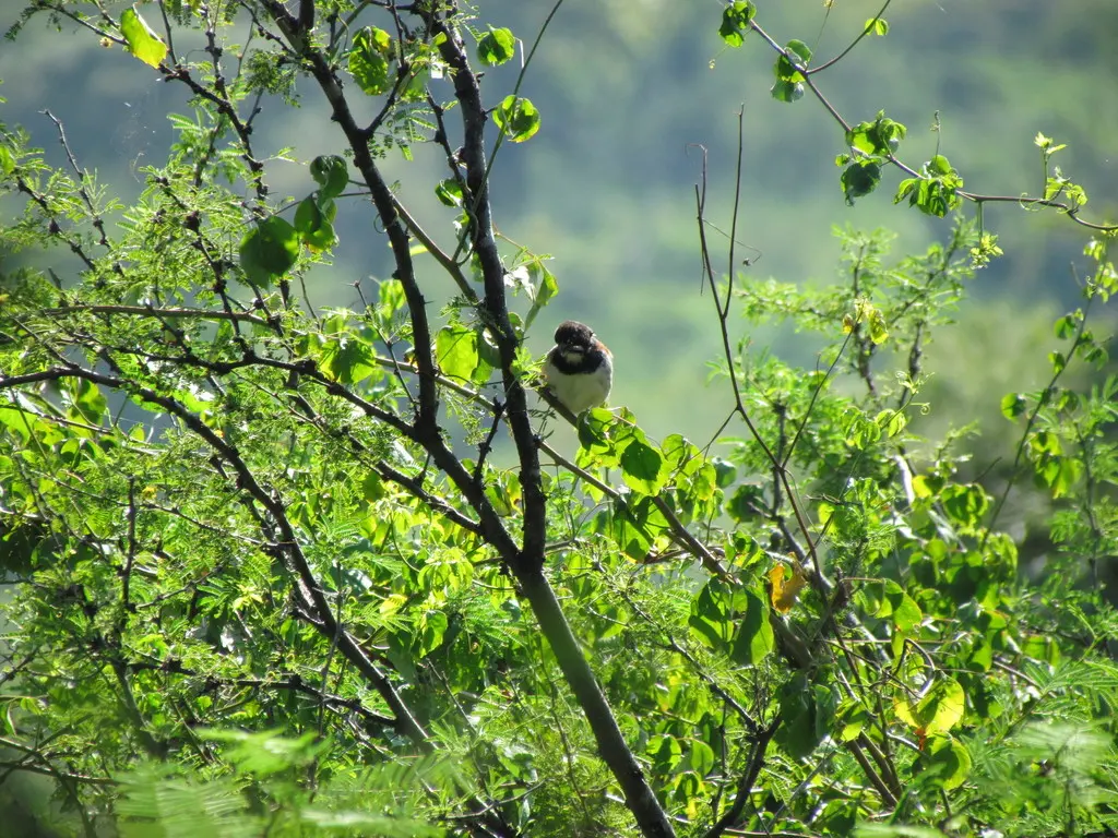 黑胸猛雀鹀(Peucaea humeralis)