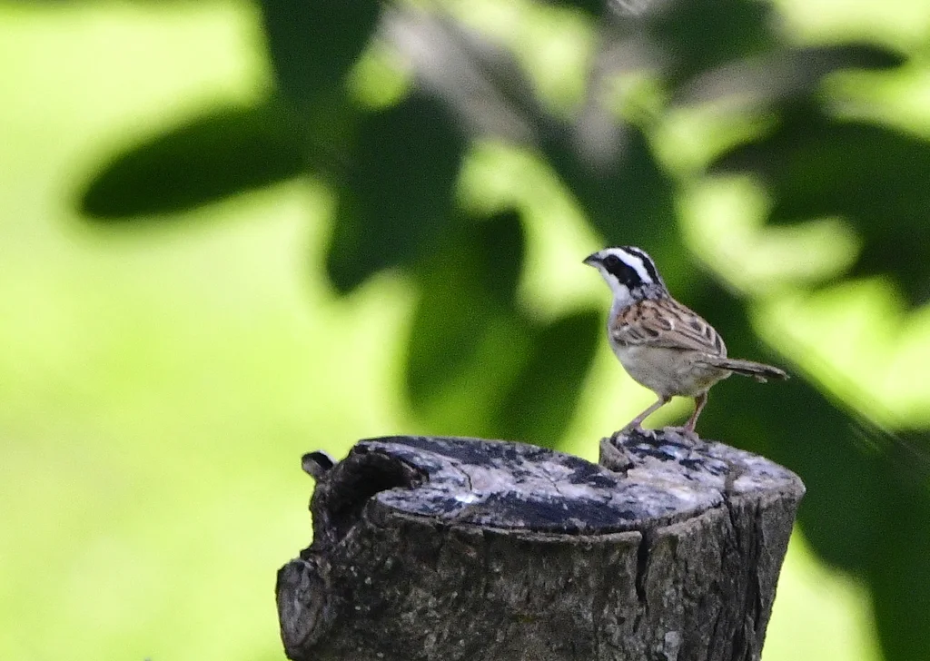 纹头猛雀鹀(Peucaea ruficauda)