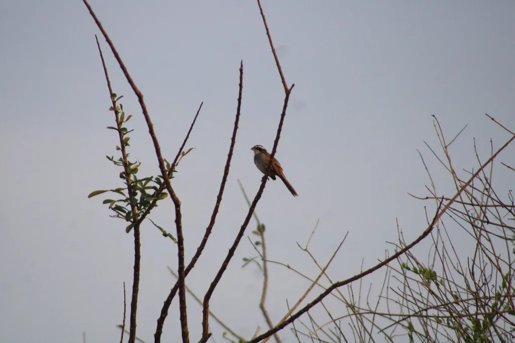 纹头猛雀鹀(Peucaea ruficauda)